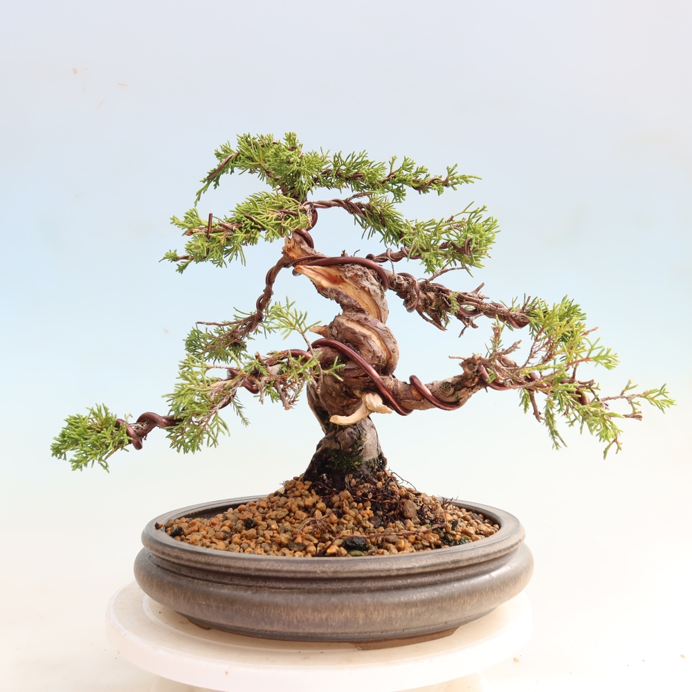 Bonsai voor buiten - Juniperus chinensis Itoigawa-Juniperus chinensis