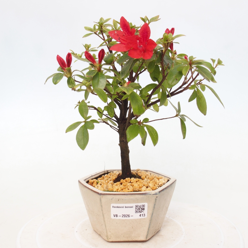Bonsai voor buiten - Japanse azalea - Azalea sp.