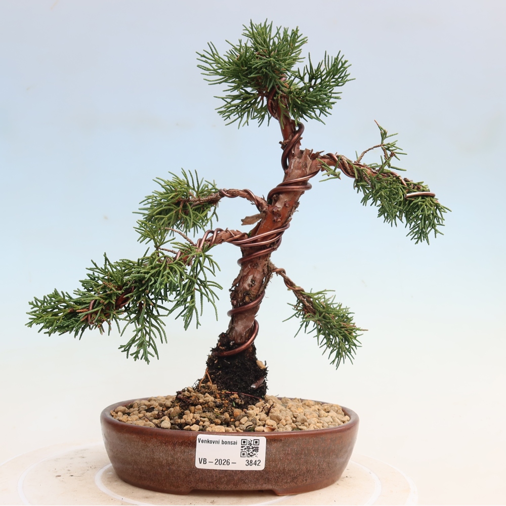 Bonsai voor buiten - Juniperus chinensis Kishu