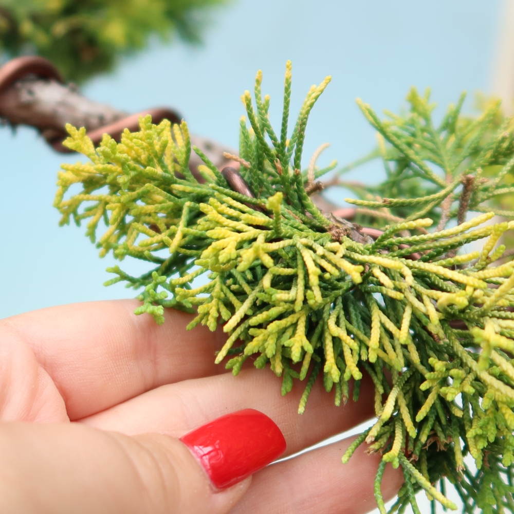 Buitenbonsai - Juniperus chinensis  aurea - Chinese gouden jeneverbes
