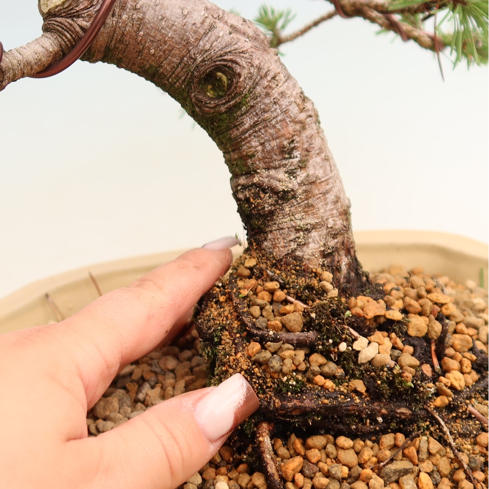 Bonsai voor buiten - Pinus mugo Humpy  - Bergden