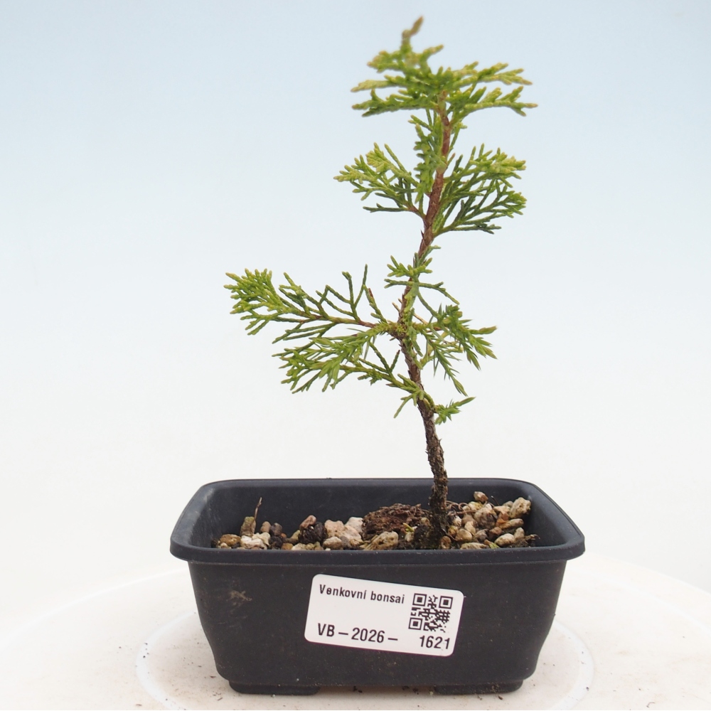 Bonsai voor buiten - Juniperus chinensis Itoigawa