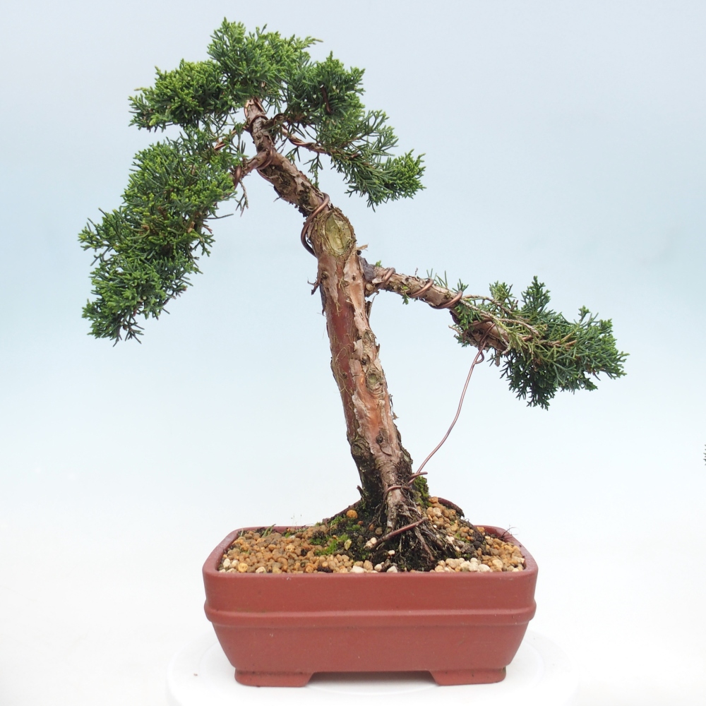 Bonsai voor buiten - Juniperus chinensis Kishu