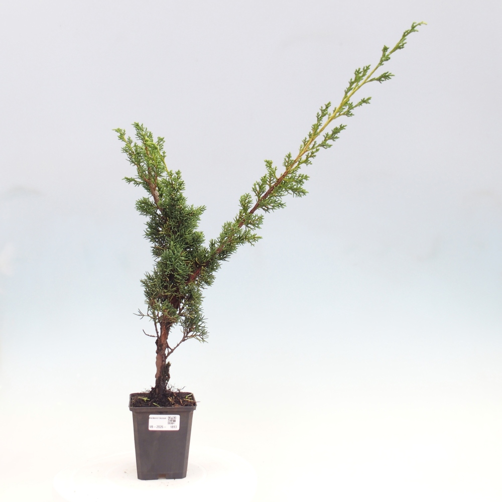 Bonsai voor buiten - Juniperus chinensis Kishu
