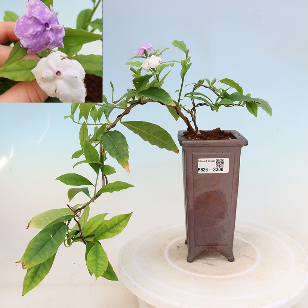 Bonsai voor binnenshuis - Costa-jasmijn - Brunfelsia