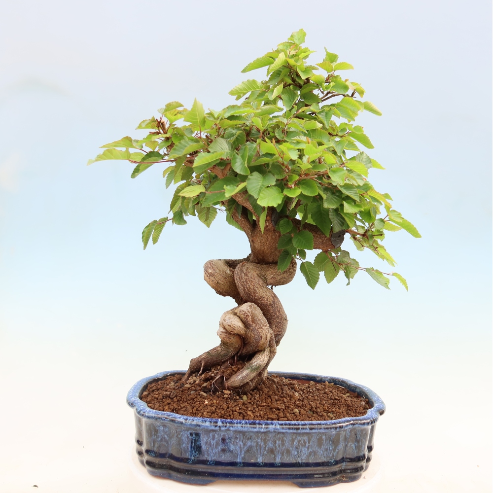 Bonsai voor buiten -Carpinus Coreana - Koreaanse haagbeuk
