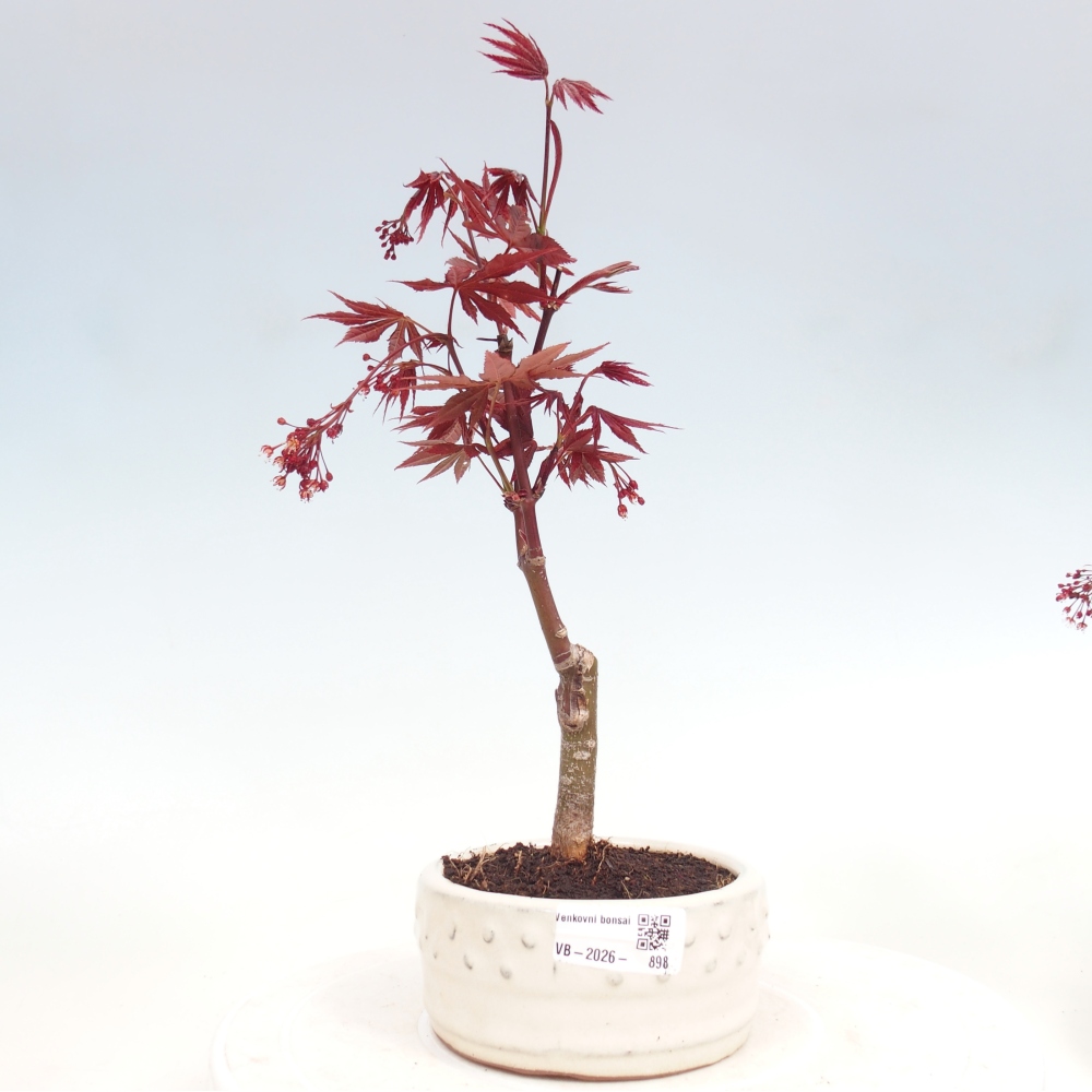 Bonsai voor buiten - Acer palm. Atropurpureum-Javorpalm