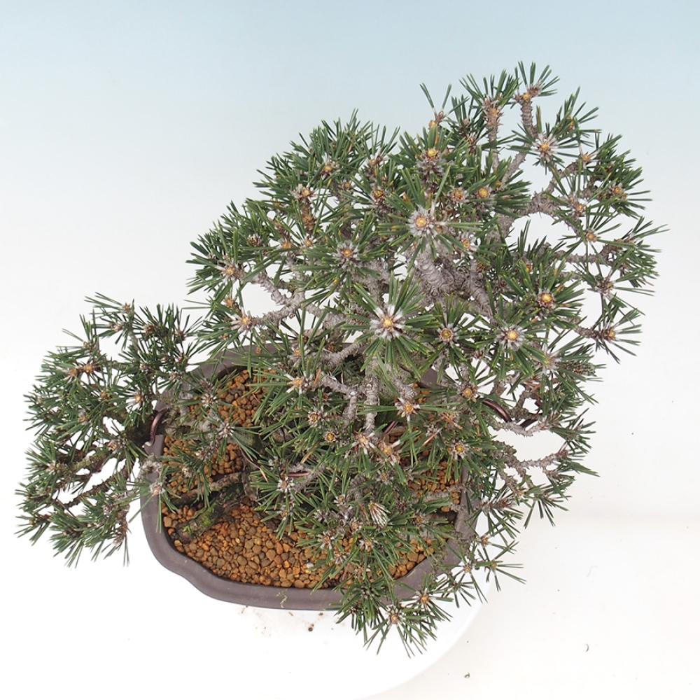Bonsai voor buiten - Pinus thunbergii Kotobuki - Thunberg den