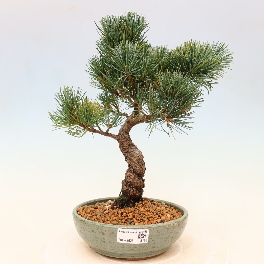 Bonsai voor buiten - Pinus parviflora - Pinus parviflora