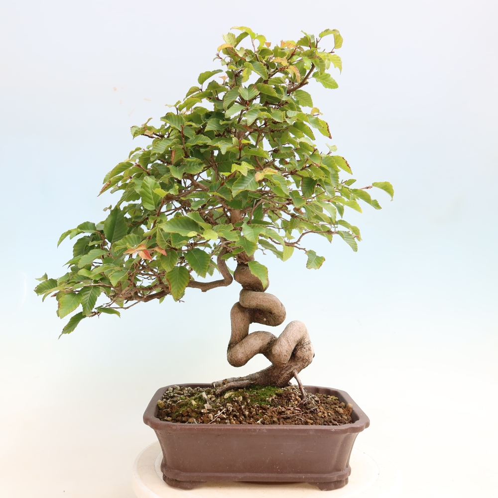 Bonsai voor buiten -Carpinus CARPINOIDES - Koreaanse haagbeuk