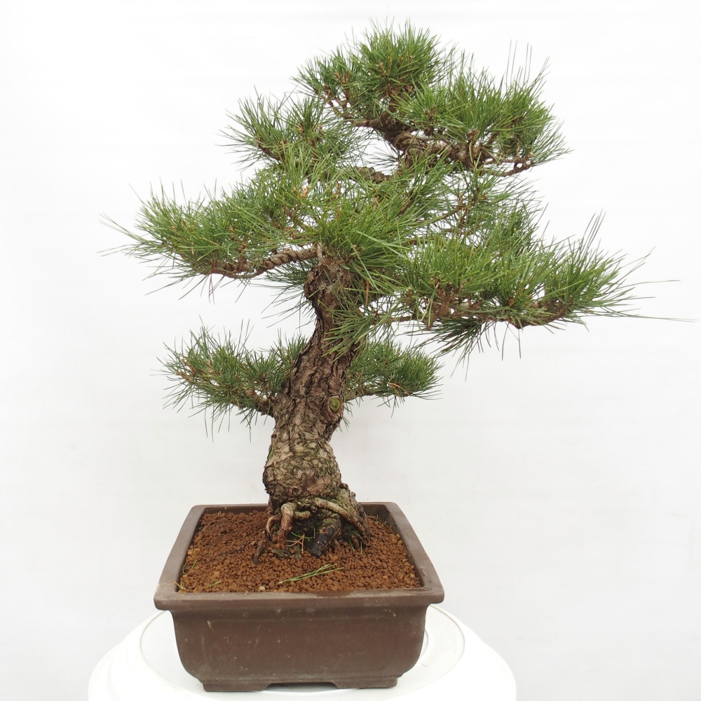 Bonsai voor buiten - Pinus thunbergii - Thunberg den