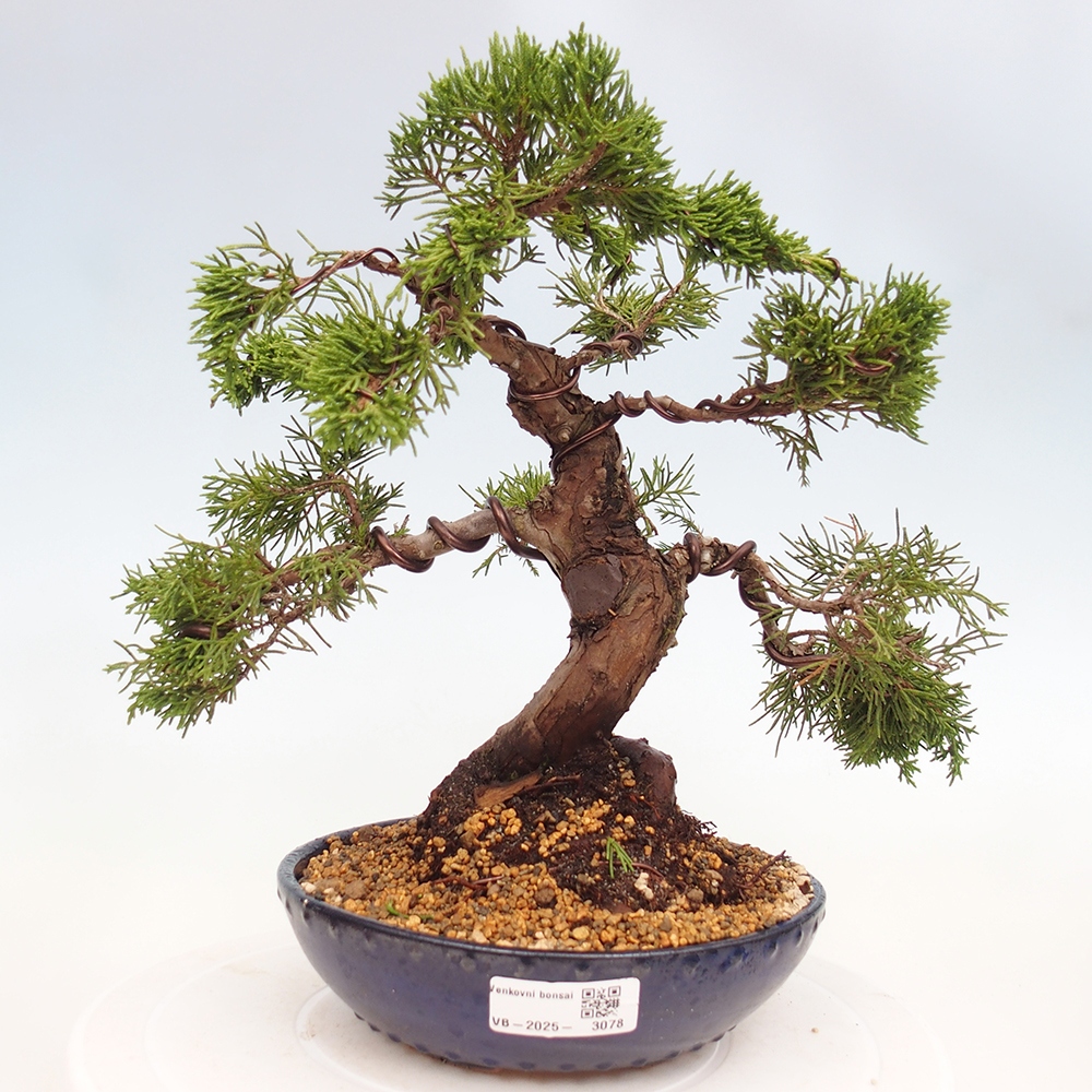 Bonsai voor buiten - Juniperus chinensis Itoigawa