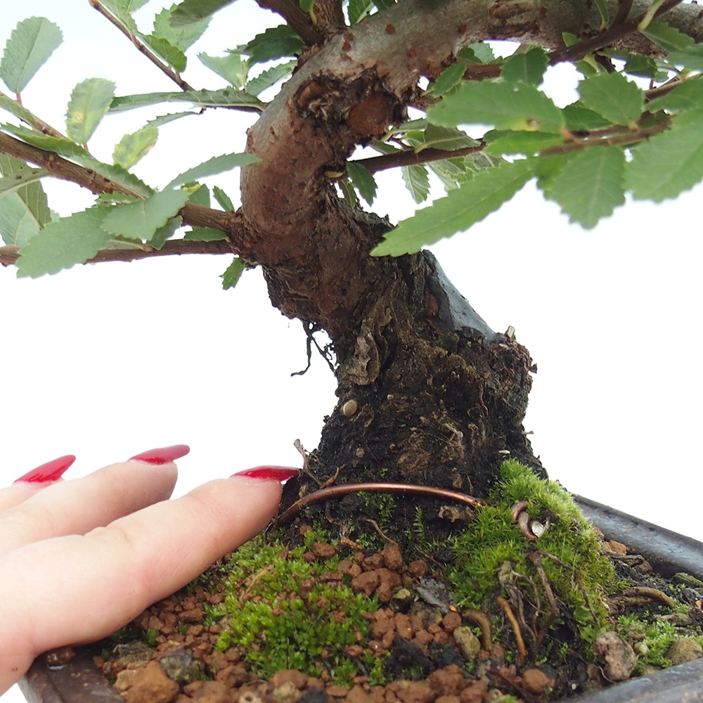 Bonsai voor buiten - Zelkova - Zelkova NIRE