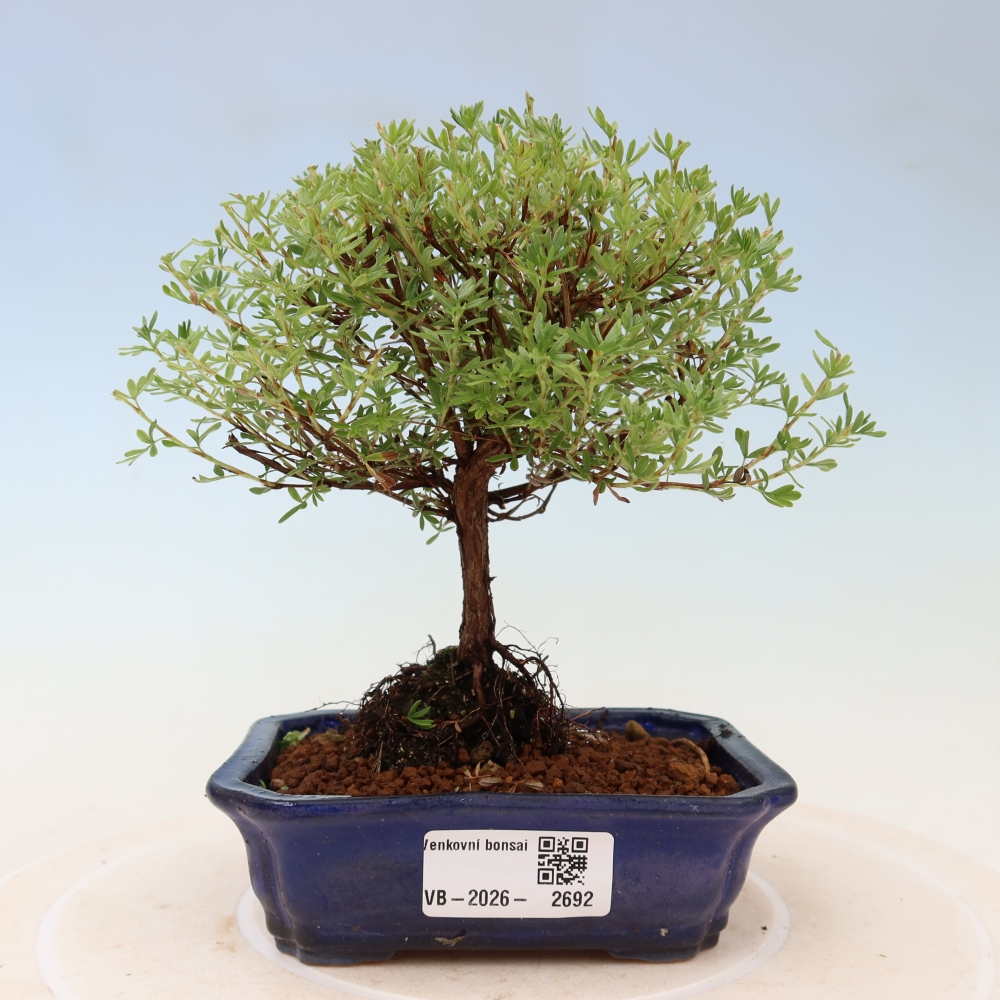 Bonsai voor buiten – Struikpotentilla – Potentilla fruticosa ‘Goldkissen’