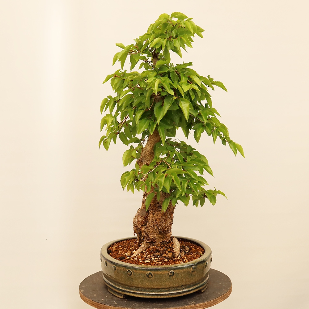Bonsai voor buiten -Carpinus Coreana - Koreaanse haagbeuk