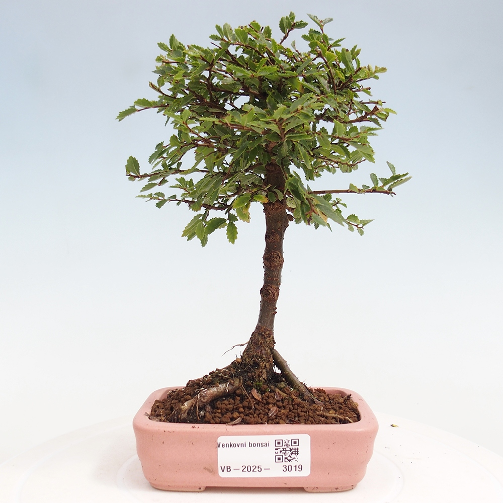 Bonsai voor buiten - Ulmus parvifolia Sagei - Kleinbladige iep