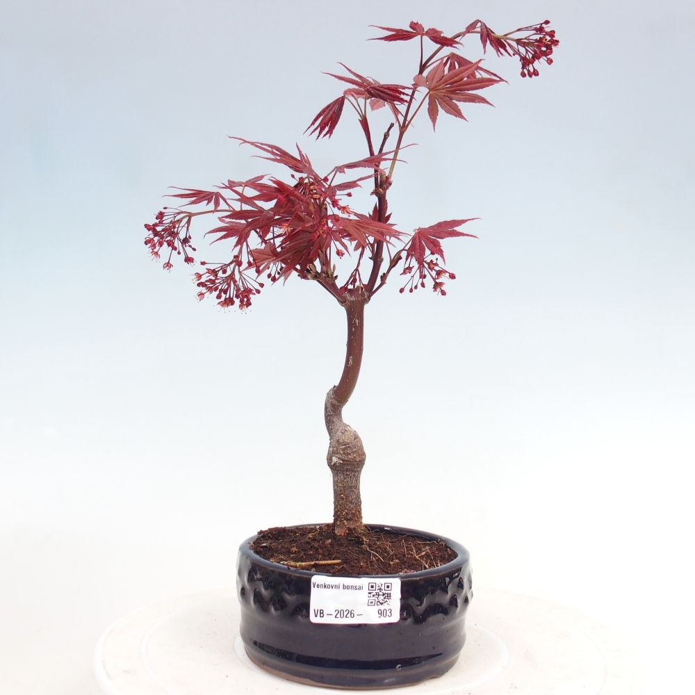 Bonsai voor buiten - Acer palm. Atropurpureum-Javorpalm