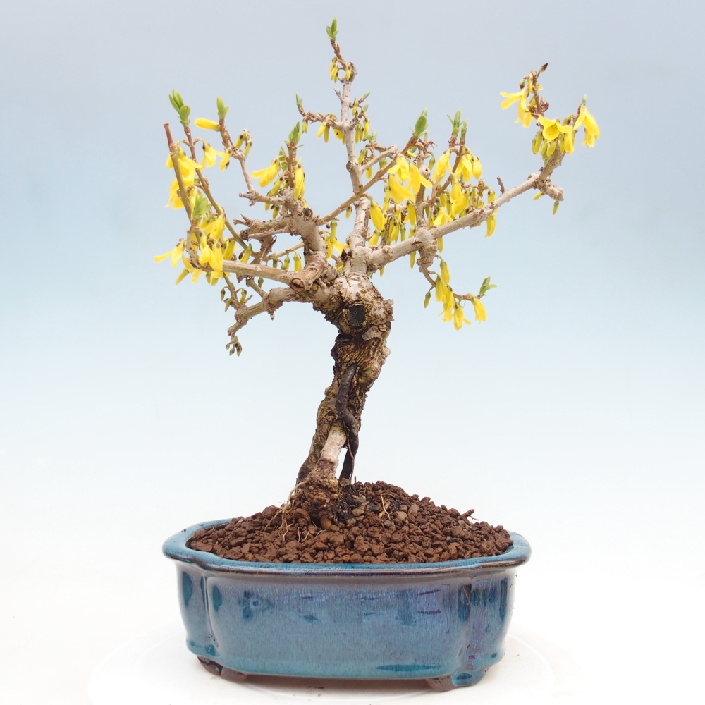 Bonsai voor buiten - Zlatice - Forsythia koreana