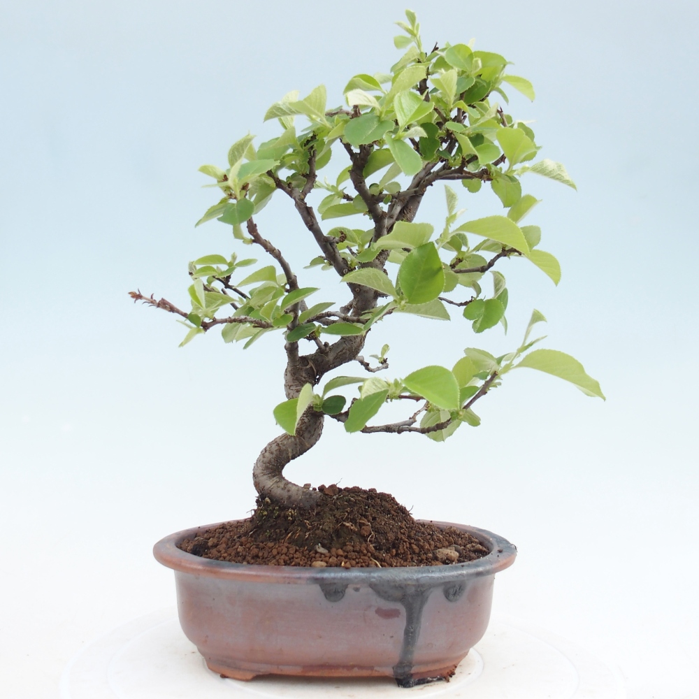 Bonsai voor buiten - Chaneomeles chinensis