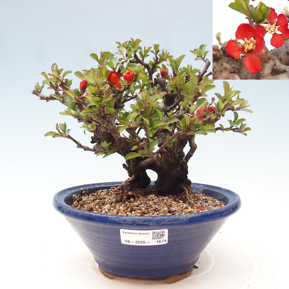 Bonsai voor buiten - Chaneomeles speciosa - Kweepeer