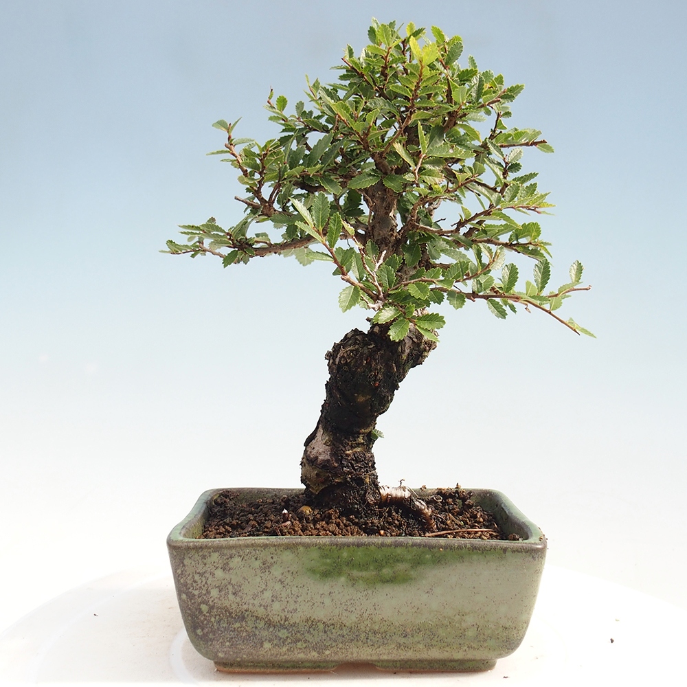 Bonsai voor buiten - Zelkova - Zelkova NIRE