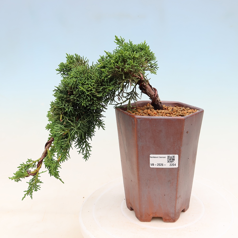 Bonsai voor buiten - Juniperus chinensis Kishu