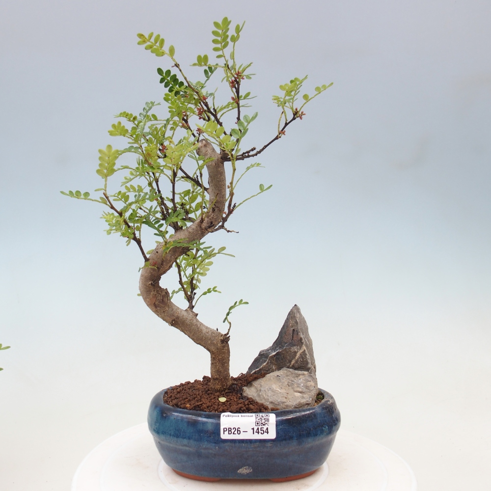 Kamerbonsai - Zantoxylum piperitum - peperboom