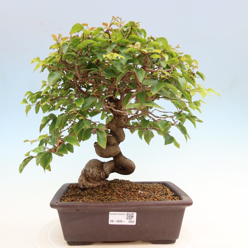 Bonsai voor buiten -Carpinus Coreana - Koreaanse haagbeuk