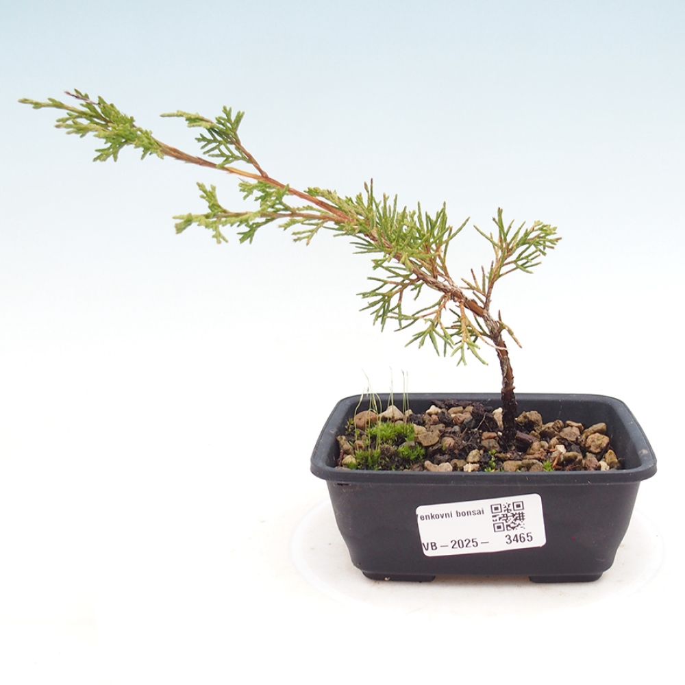 Bonsai voor buiten - Juniperus chinensis Itoigawa