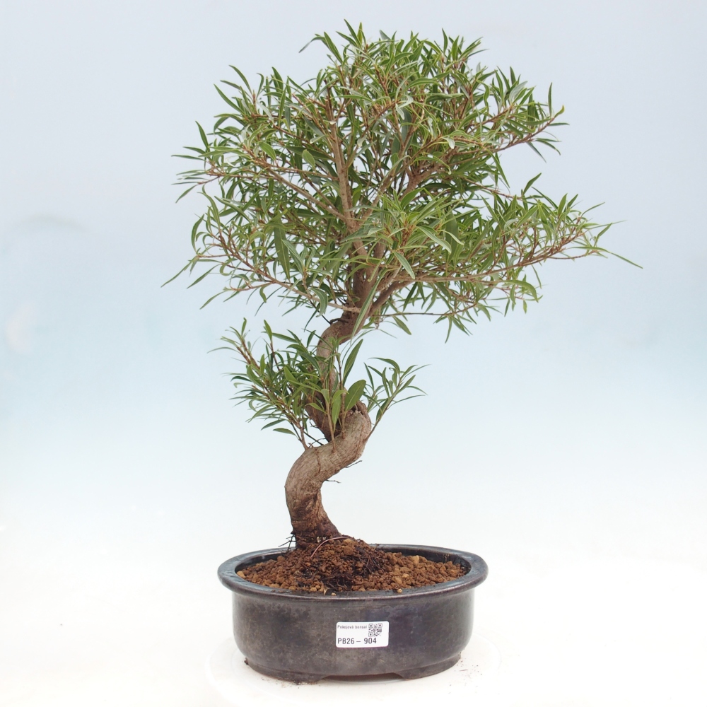 Kamerbonsai - Ficus nerifolia - kleinbladige ficus