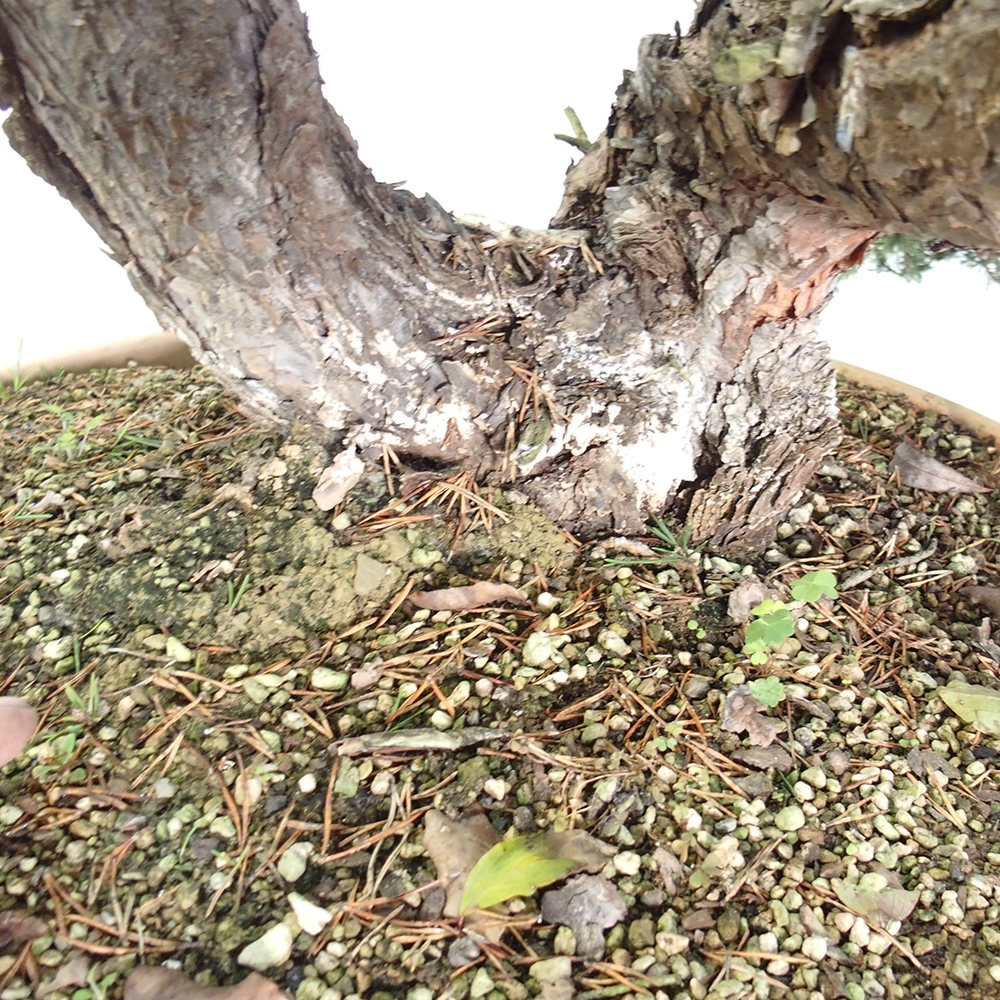 Yamadori - Pinus sylvestris Spanje