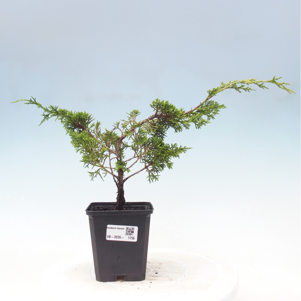 Bonsai voor buiten - Juniperus chinensis Itoigawa