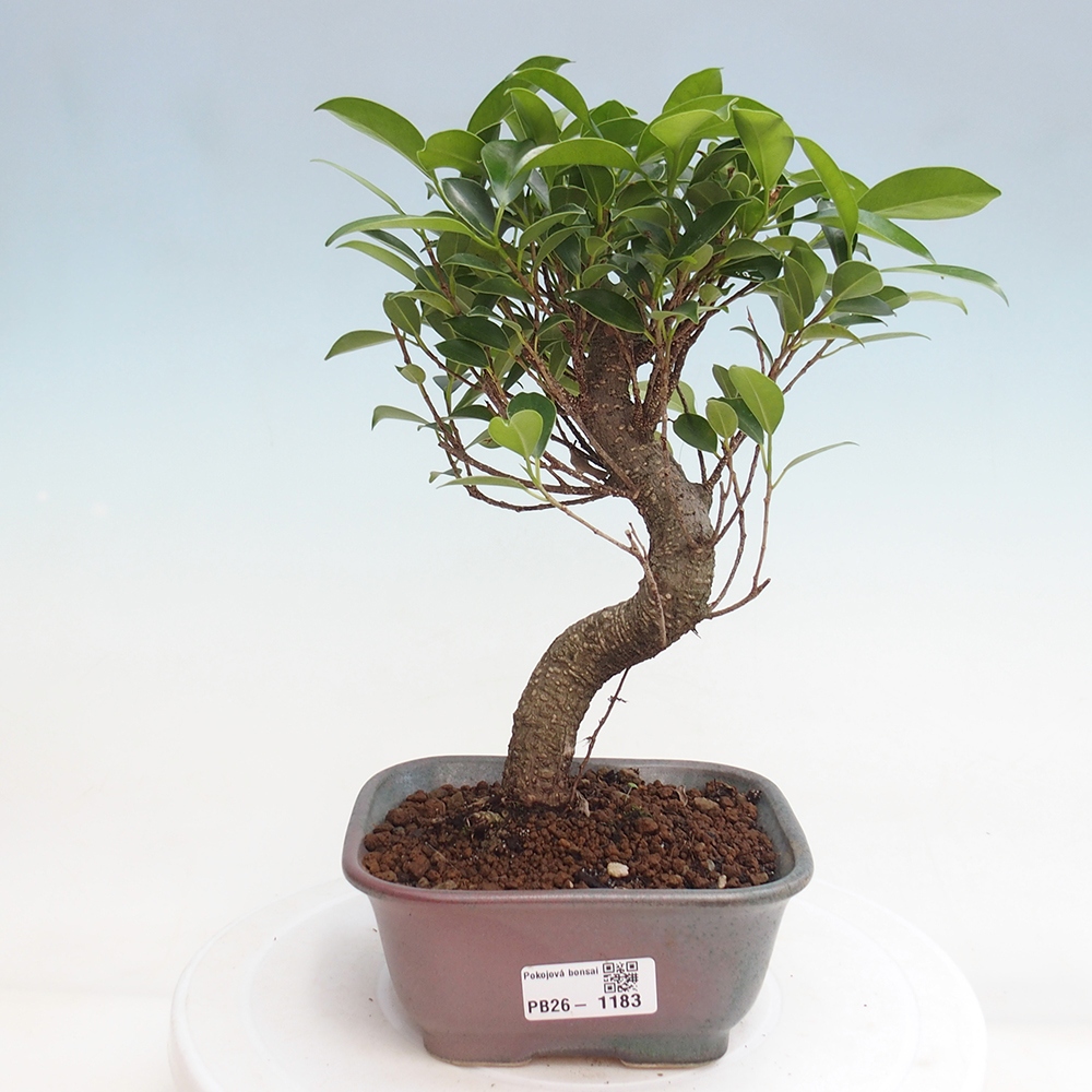 Kamerbonsai - Ficus retusa - kleinbladige ficus
