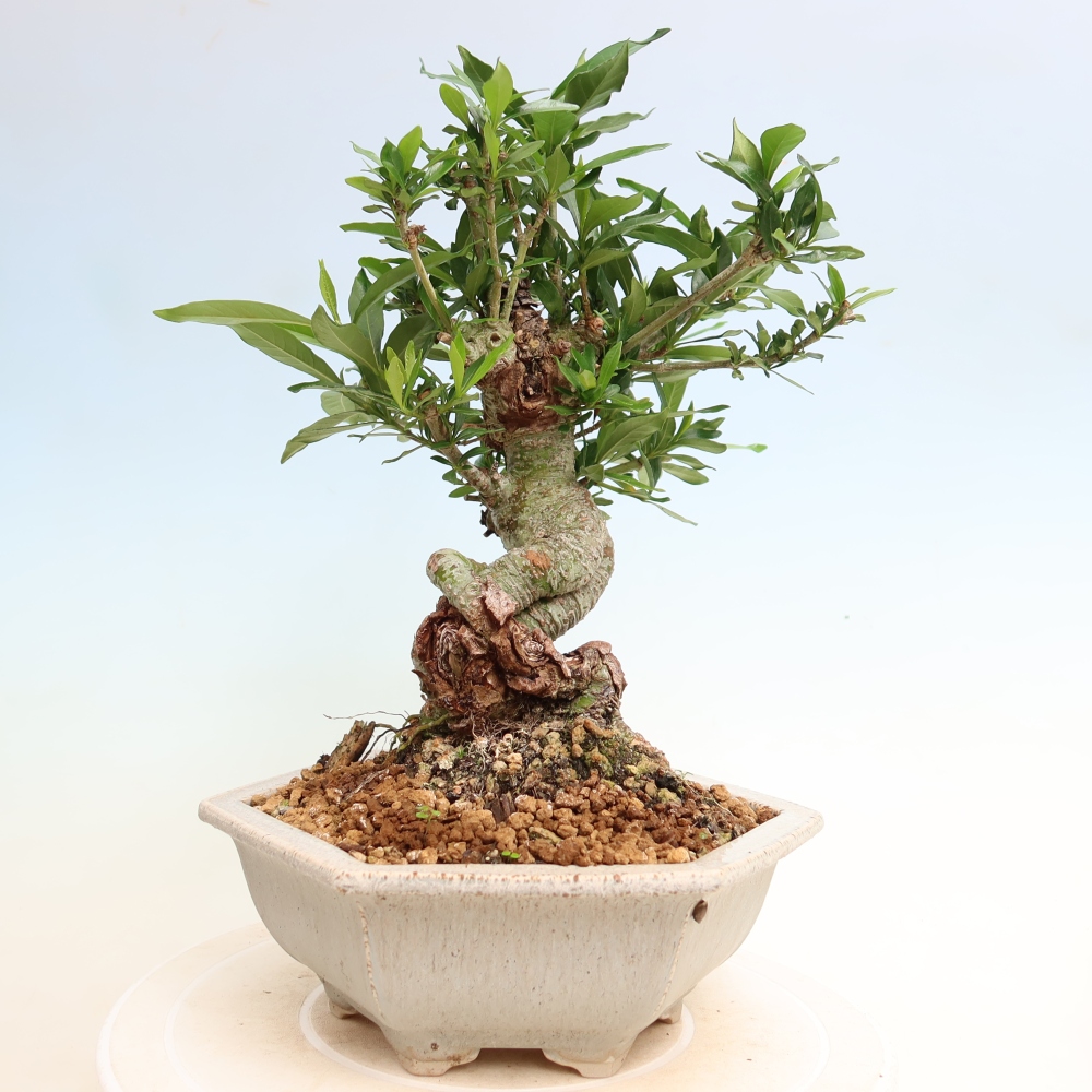 Kamerbonsai - Gardenia jasminoides-Gardenia