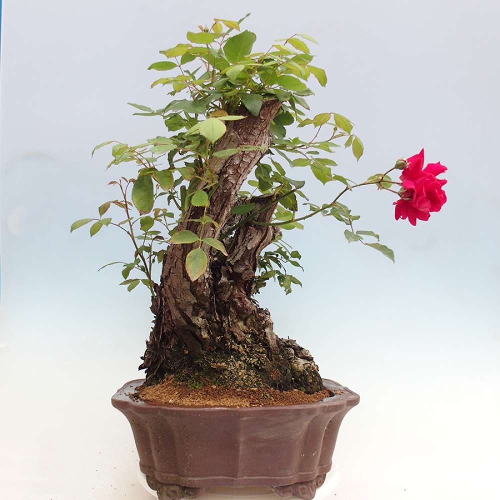 Bonsai voor buiten - Rosa Kordes - roos