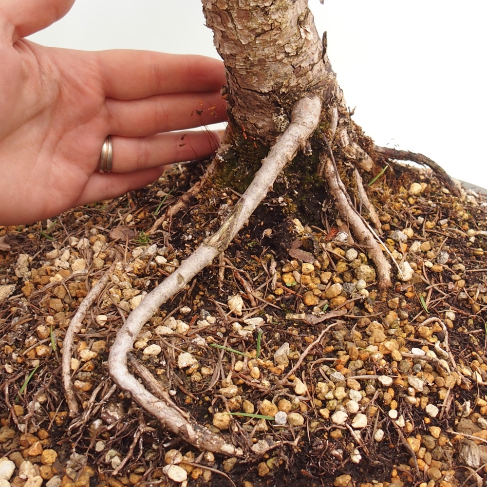 Bonsai voor buiten -Larix decidua - Lariks