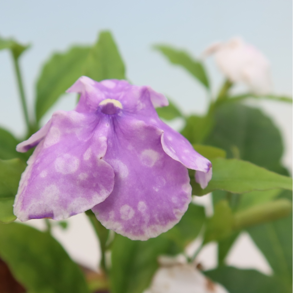 Bonsai voor binnenshuis - Costa-jasmijn - Brunfelsia