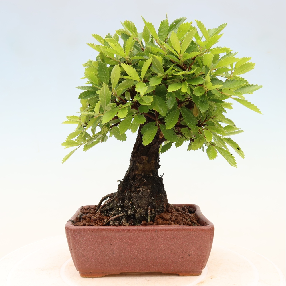 Bonsai voor buiten - Zelkova - Zelkova NIRE