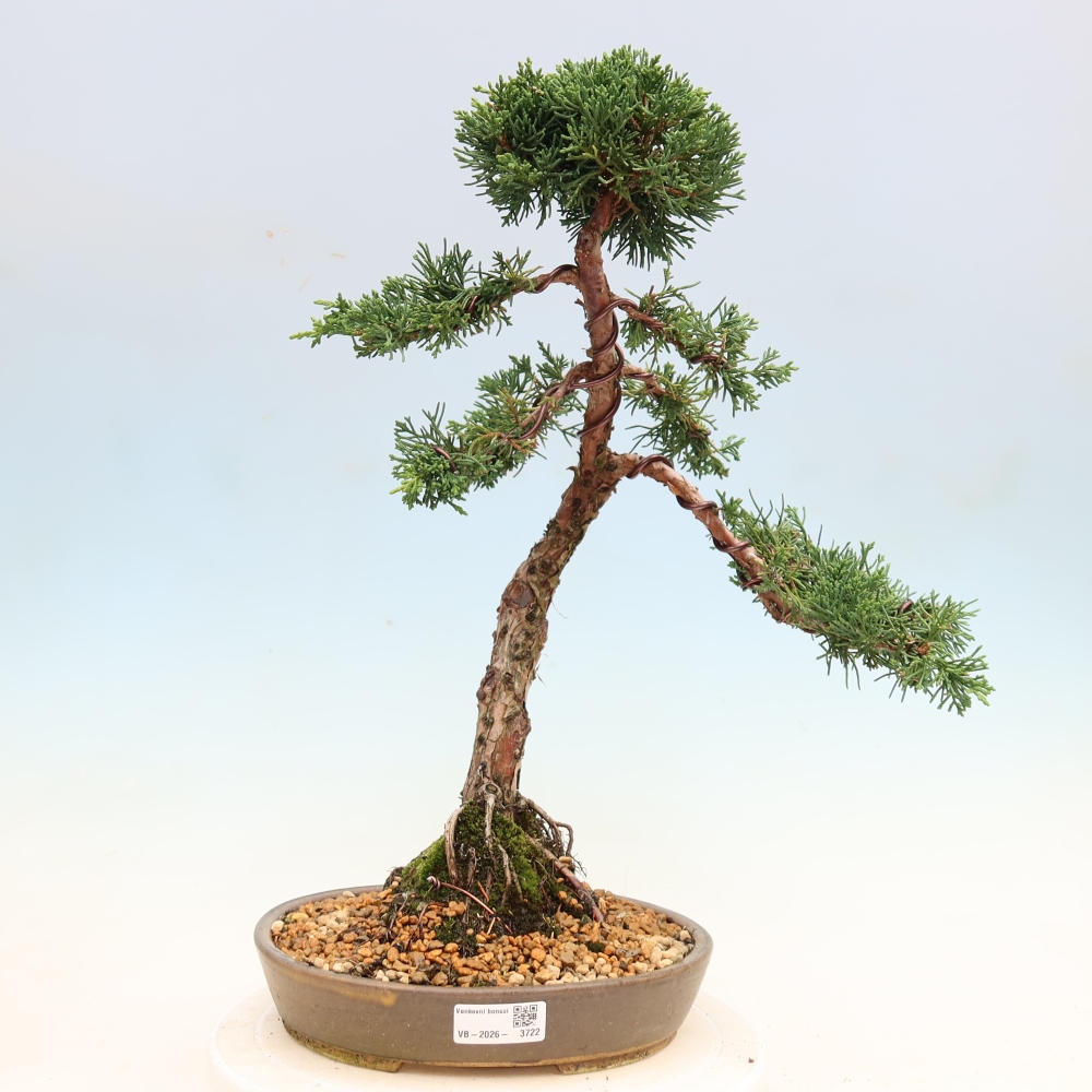 Bonsai voor buiten - Juniperus chinensis Kishu