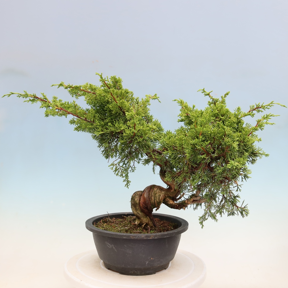 Bonsai voor buiten - Juniperus chinensis Itoigawa-Juniperus chinensis