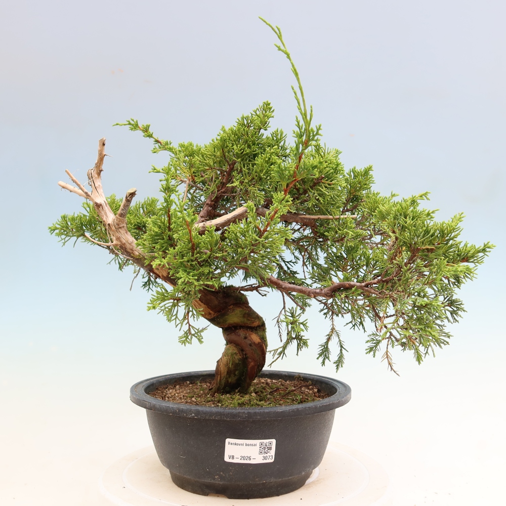 Bonsai voor buiten - Juniperus chinensis Itoigawa-Juniperus chinensis