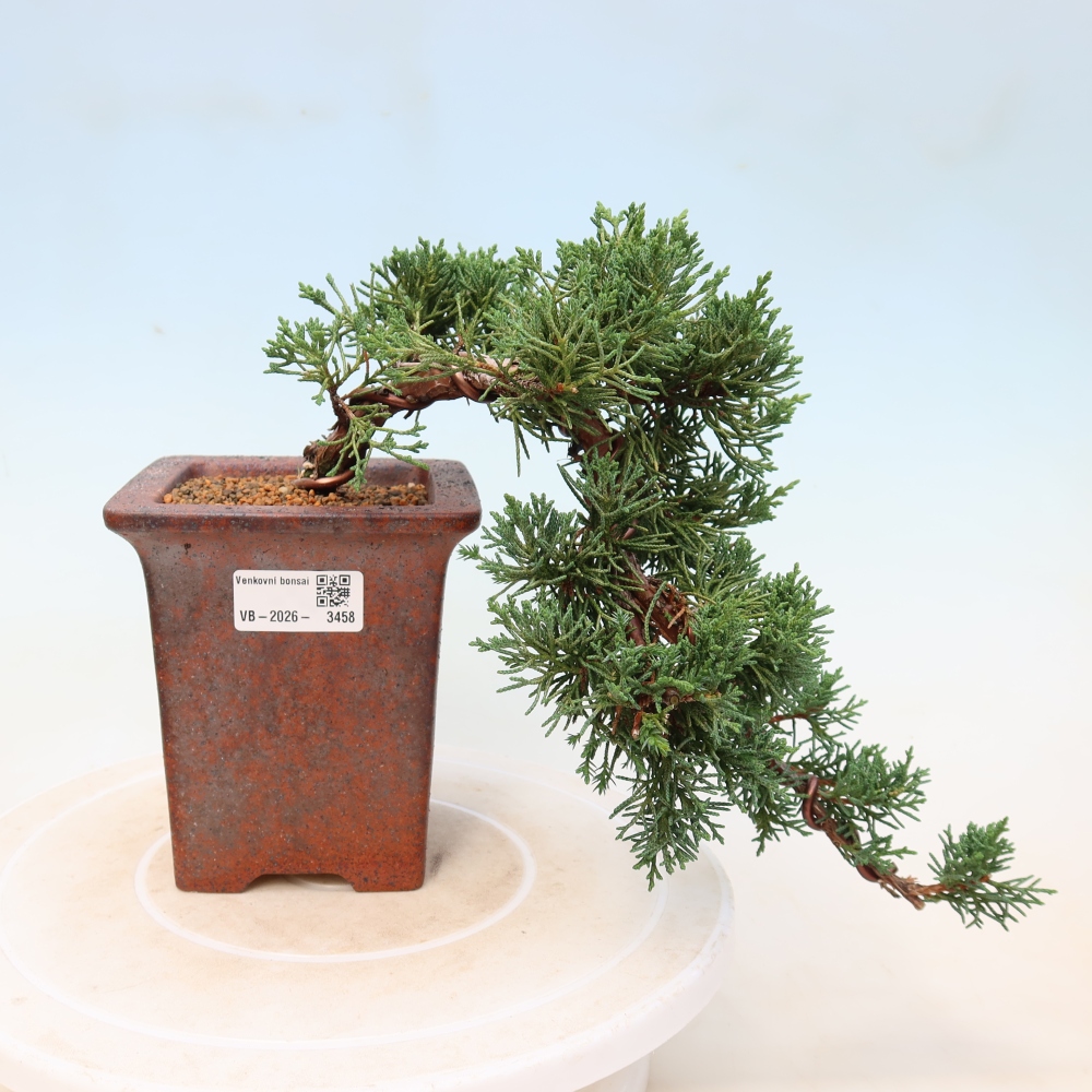 Bonsai voor buiten - Juniperus chinensis Kishu