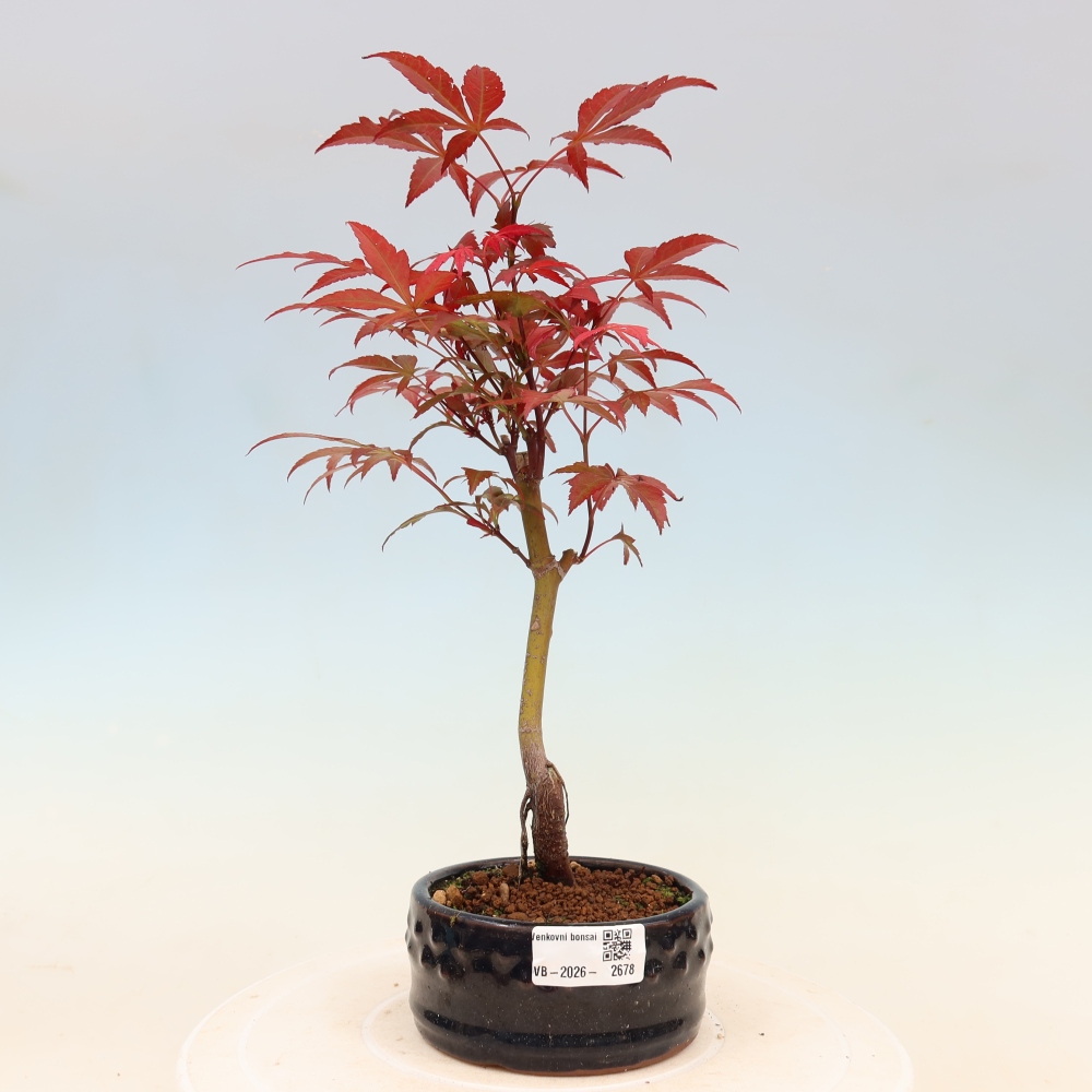 Bonsai voor buiten - Acer palm. Atropurpureum-Javorpalm