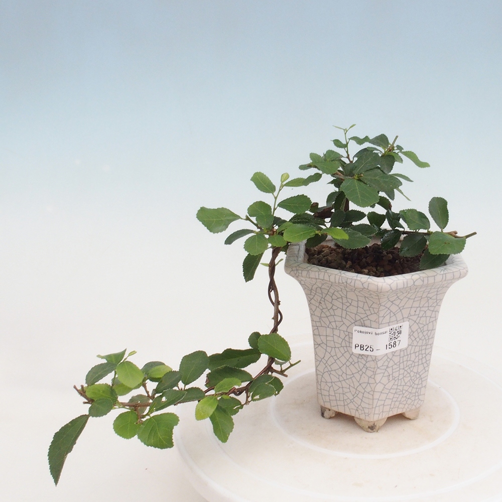 Bonsai - Grewia occidentalis - Lavendel zeester