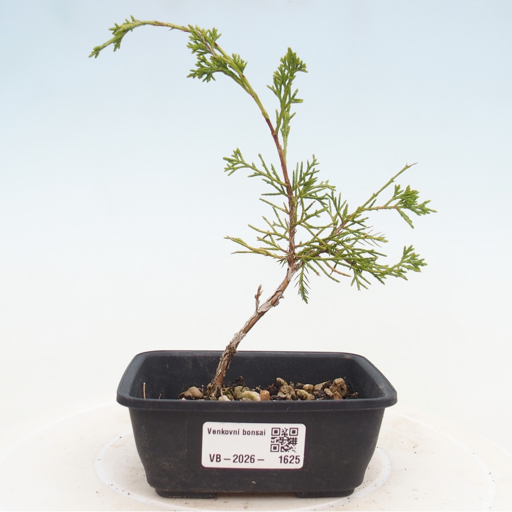 Bonsai voor buiten - Juniperus chinensis Itoigawa