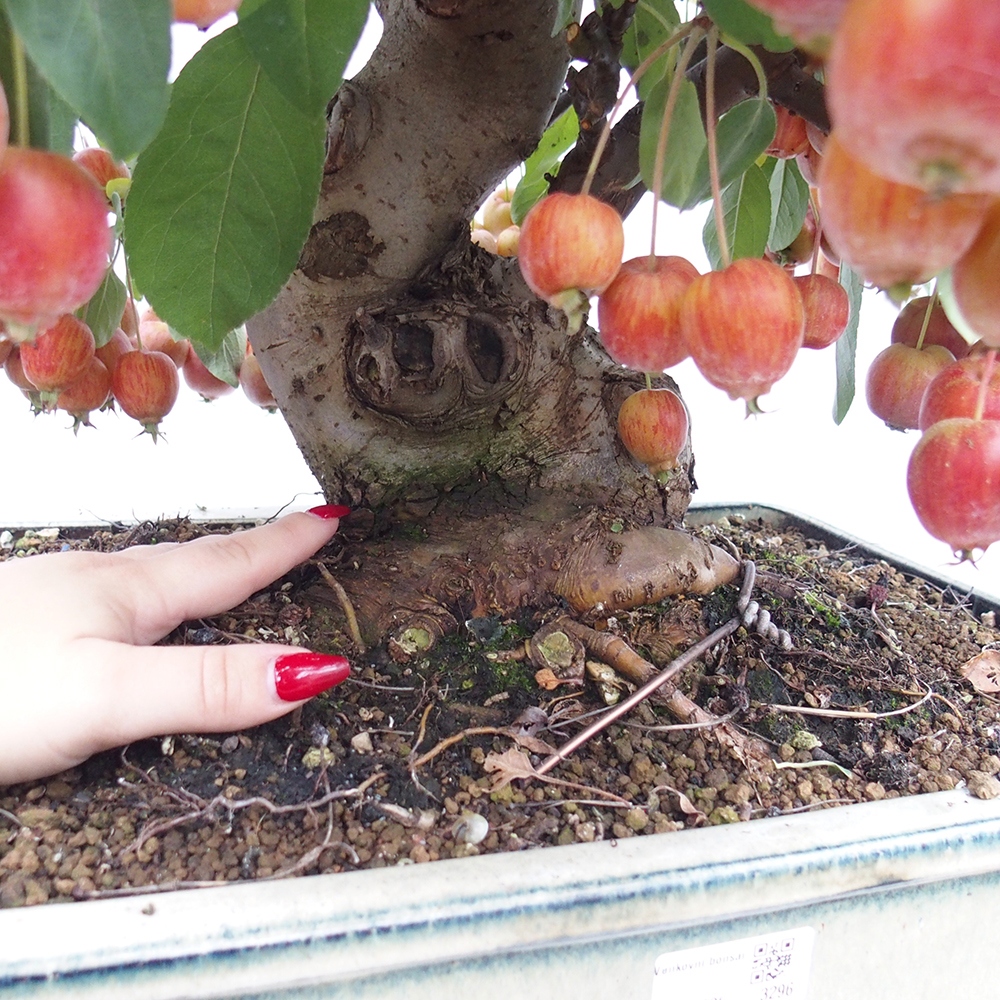 Bonsai voor buiten -Malus halliana - Appelboom met kleine vruchten