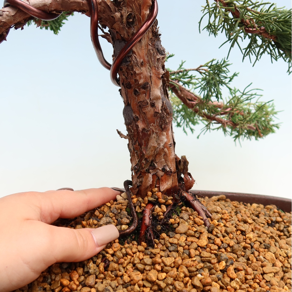 Bonsai voor buiten - Juniperus chinensis Kishu