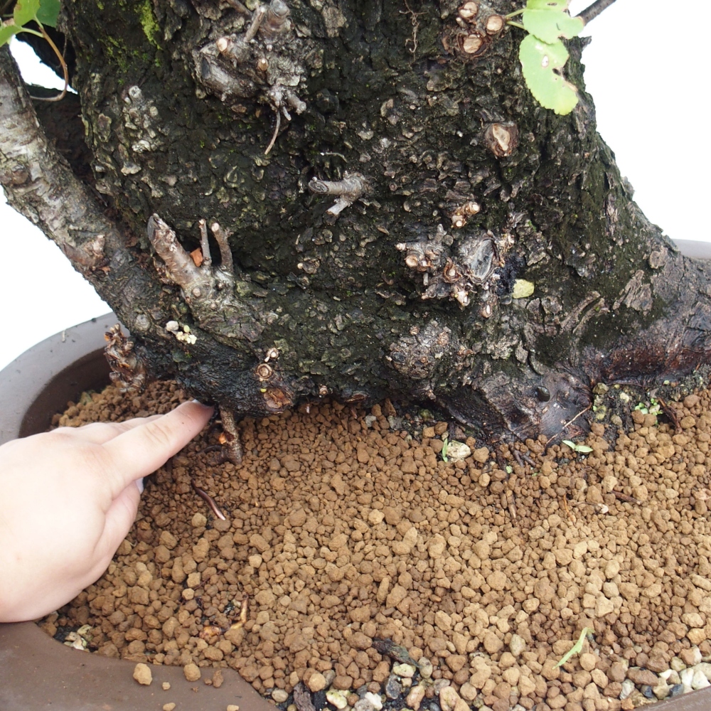 Bonsai voor buiten - Mahalebka - Prunus mahaleb