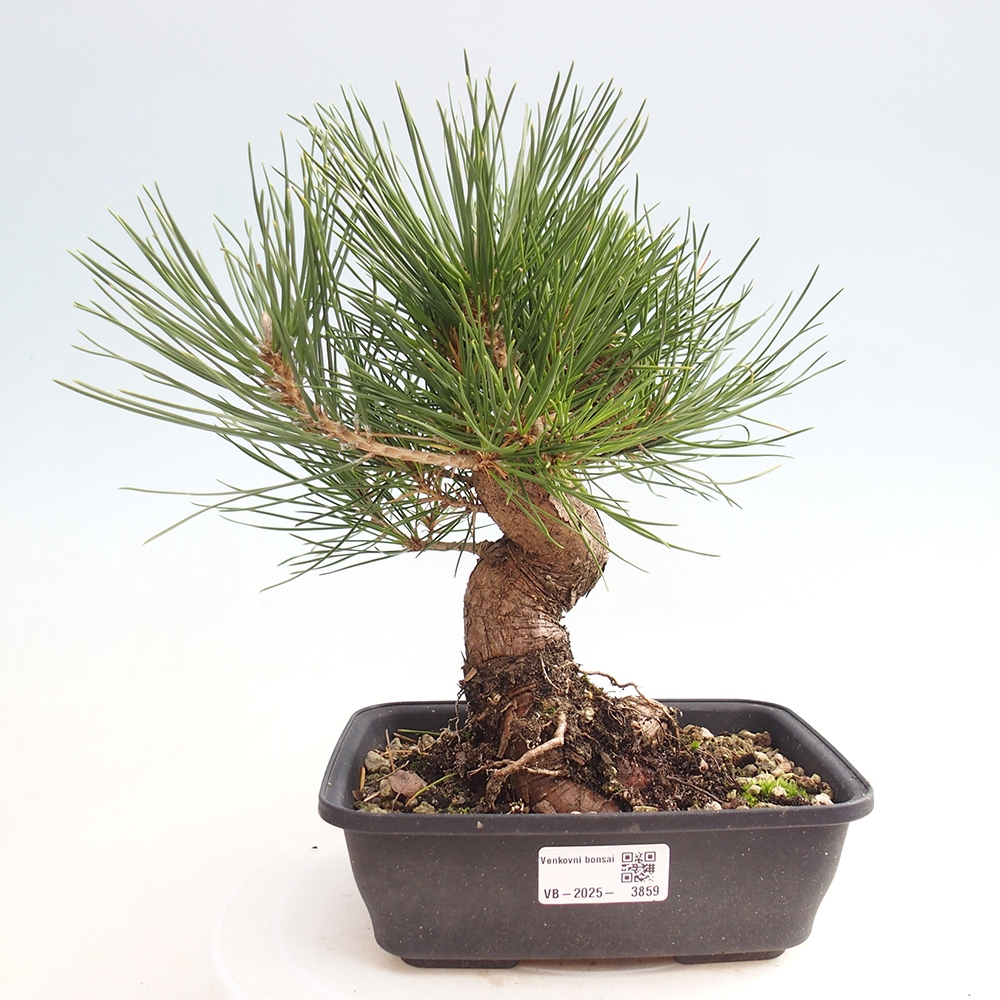 Bonsai voor buiten - Pinus thunbergii - Thunberg den