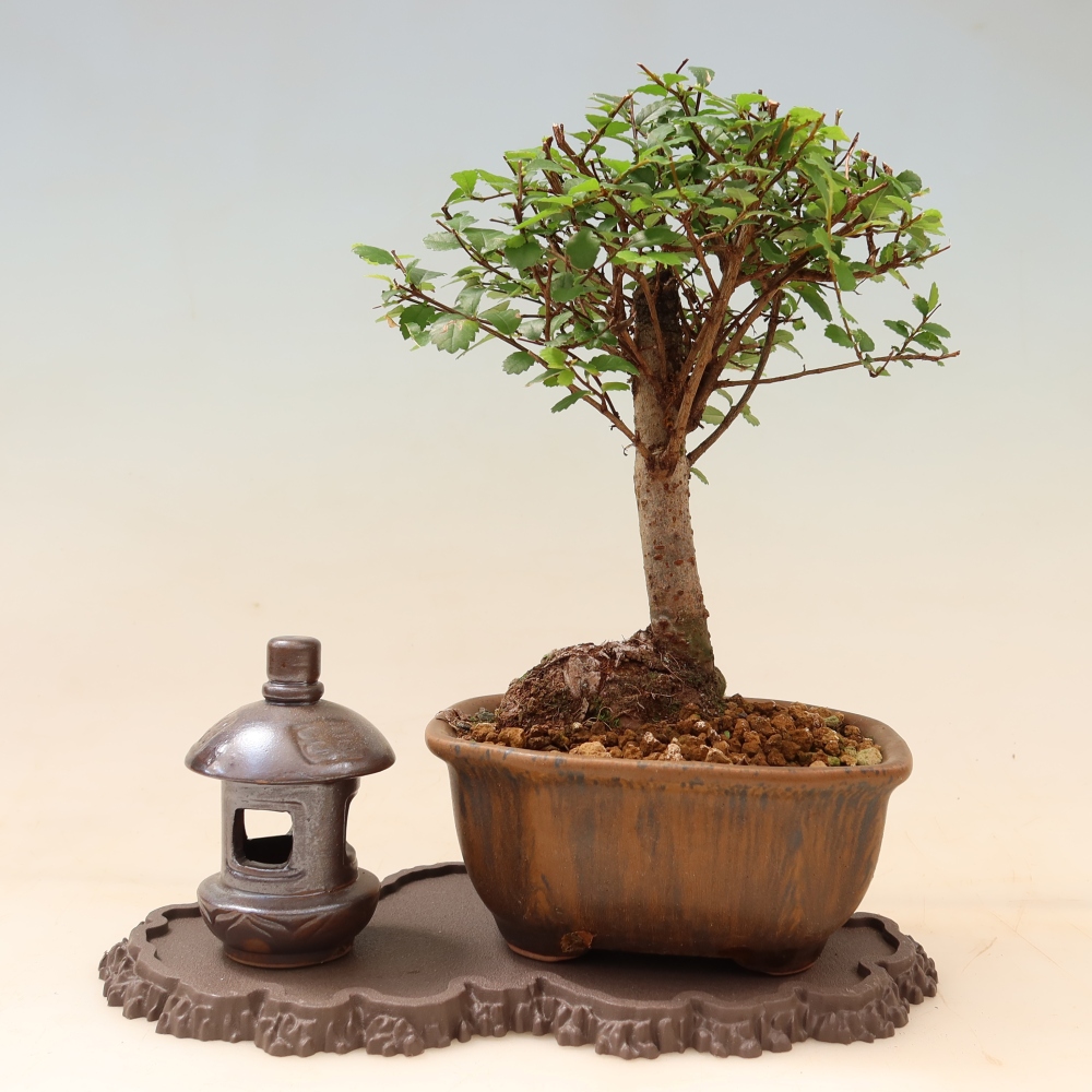 Kunststof voetstuk voor bonsai 22,5 x 12 x 1 cm, kleur bruin